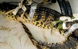 Video người dân bắt trói cá sấu trong ao gần nhà ở Cà Mau