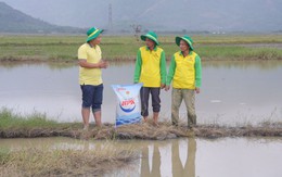 Những mầm xanh tái sinh sau lũ