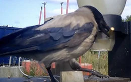 Thành phố ở Thụy Điển huấn luyện quạ nhặt rác?