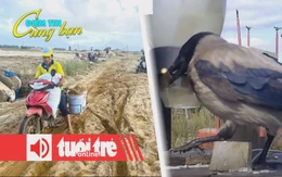 Điểm tin 8h: Ruộng đồng thành 'mỏ cát' sau lũ; Thành phố ở Thụy Điển huấn luyện quạ nhặt rác?