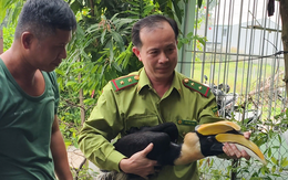 Người dân liên tiếp bắt được chim hồng hoàng ở Xuân Thới Sơn, TP.HCM