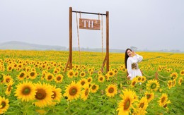 Cánh đồng hướng dương: khởi đầu quy trình khép kín của TH true MILK