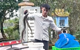 Phát hiện xe khách giường nằm chở gần 700 con rắn hổ mang, nặng gần 1 tấn