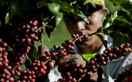 Nguyên nhân khiến giá cà phê trên thế giới tăng vọt