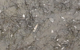 Sự cố tràn dầu tại Dung Quất khiến cá chết hàng loạt