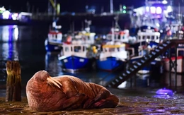 Thị trấn ở Anh hủy bắn pháo hoa đêm giao thừa vì một con hải mã?