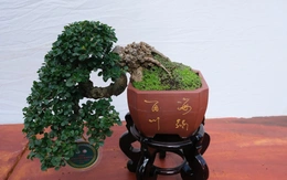 Hàng trăm cây bonsai trưng bày dịp Festival hoa kiểng Sa Đéc