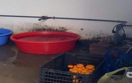 Phát hiện loạt vi phạm vệ sinh an toàn thực phẩm trong cung cấp suất ăn bán trú cho học sinh