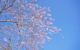 Đón năm mới 2026: Lên Măng Đen ngắm hoa anh đào, xuống phố hòa nhịp lễ hội