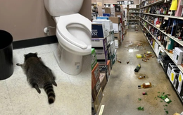 Gấu mèo 'quậy tưng' cửa hàng rượu ở Mỹ, uống rượu whisky rồi ngủ gục trong toilet