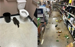 Gấu mèo 'quậy tưng' cửa hàng rượu ở Mỹ, uống rượu whisky rồi ngủ gục trong toilet