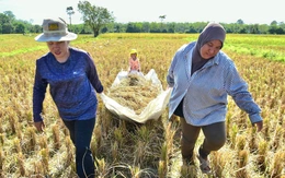 Giá gạo Nhật Bản tăng kỷ lục, Thái Lan tranh thủ đẩy mạnh xuất khẩu