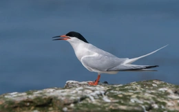 Chim hiếm đe dọa phá hỏng cuộc cách mạng hạt nhân mini của Anh