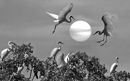 Ảnh trắng đen của Bùi Minh Sơn sau nửa thế kỷ cầm máy, có gì đặc biệt?