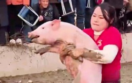 Cô gái 'mát tay' bắt heo: Thi đâu thắng đó, nhà chật kín chiến lợi phẩm
