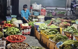 Giá rau hạ nhiệt liên tục, có loại còn 5.000 đồng/kg