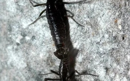 Vi nhựa đã tới Nam Cực, xâm nhập loài côn trùng duy nhất của lục địa băng giá