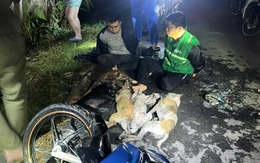 Bắt hai người cầm súng 'gặp chó trộm chó, gặp mèo trộm mèo'