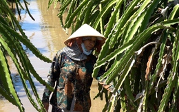 Nhiều nhà vườn thanh long vùng hạ du hồ Sông Quao trắng tay vì lũ