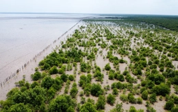 Cà Mau dẫn đầu cả nước về trồng rừng ven biển