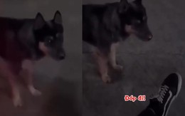 Chú chó bị 'xịt keo' vì gặp trường hợp lạ