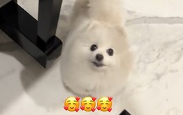 Chú chó hát cùng cô chủ siêu đáng yêu