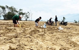 Đất trồng hoa màu ven sông Vu Gia bị bồi lấp sau lũ 1m-1,5m, nông dân rốn lũ Đại Lộc 'khóc nghẹn'