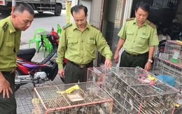 Bày bán 1.000 con chim không có hồ sơ hợp pháp, 5 người bị xử phạt 7 triệu đồng