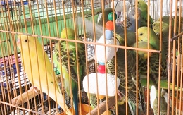 Tạm giữ 341 con chim cảnh bán trong cửa hàng không có hồ sơ hợp pháp
