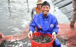 Giá tôm Bến Tre tăng gấp đôi, lên 210.000 đồng/kg