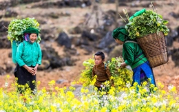 Tiếng mẹ đẻ: Ngỡ mãi không quên, nhưng rồi sẽ mất