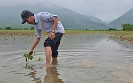 Mưa lụt giữa mùa xuân: Nông dân Phú Yên nỗ lực khắc phục hậu quả