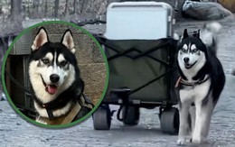 Chú chó Husky giúp chủ kiếm 700 triệu đồng trong 3 ngày