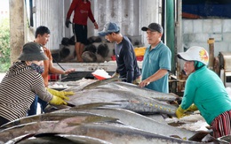 Ngư dân Phú Yên trúng mùa cá ngừ sau chuyến biển xuyên Tết