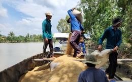 Ngân hàng ưu tiên nguồn vốn cho doanh nghiệp mua lúa đông xuân