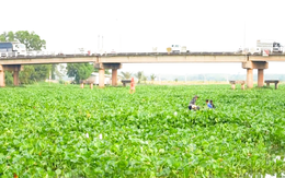 Lục bình dày đặc trên sông Vàm Cỏ Đông gây khó khăn cho người dân