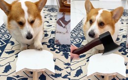 Chú chó corgi nổi quạu khi bị ông chủ chơi xấu