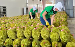 Sầu riêng bị kiểm tra nghiêm ngặt, xuất khẩu rau quả sang Trung Quốc giảm gần một nửa