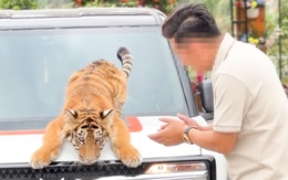 Cho du khách tiếp xúc trực tiếp với hổ nuôi ở Nghệ An, kiểm lâm yêu cầu dừng ngay