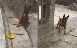 Chú chó cay cú khi bị chàng trai đá mất đồ chơi yêu thích