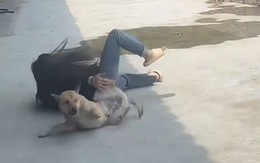 Chú chó hú hồn với cô chủ nghịch ngợm