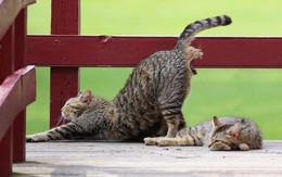 Ảnh độc lạ ngày 4-4: Mèo đột biến?