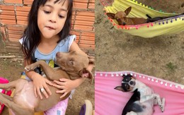 Bé gái hát ru cho đàn chó ngủ võng
