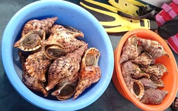 Tổng kiểm tra bè nổi trên vịnh Nha Trang: Vận động thả 21 con ốc tù và quý hiếm về biển
