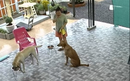Chú chó hối lỗi khi lỡ làm cô chủ đau