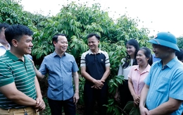 Vải thiều Bắc Giang được mùa, bộ trưởng đề nghị tổ chức tiêu thụ linh hoạt