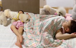 Chú chó thông minh biết tắt đèn, đắp chăn cho cậu chủ nhỏ