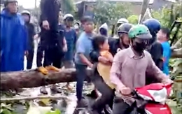 Đồng Nai: Dông lốc làm nhiều cây gỗ lớn ngã đổ, một phụ nữ bị thương