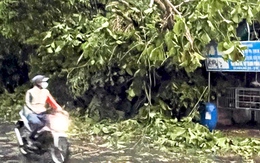 Mưa lớn kèm dông lốc làm cây cối ngã đổ, tốc mái nhà dân ở Đồng Nai