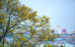 Sơn Trà mùa hoa nở, mùa voọc về